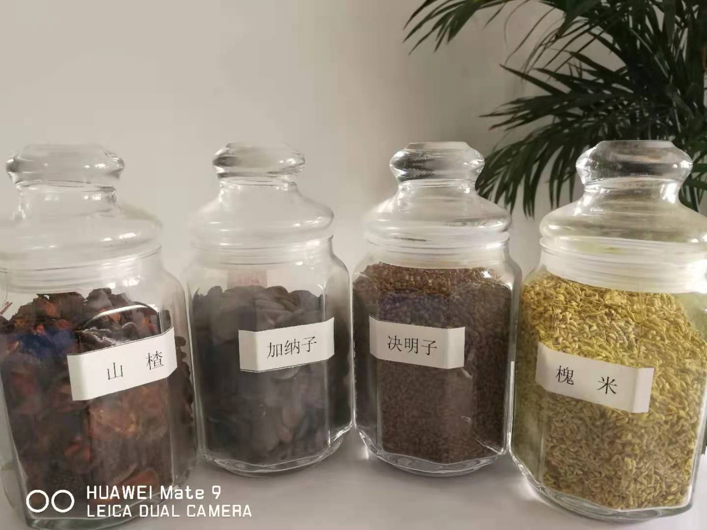 有機茶籽油散油